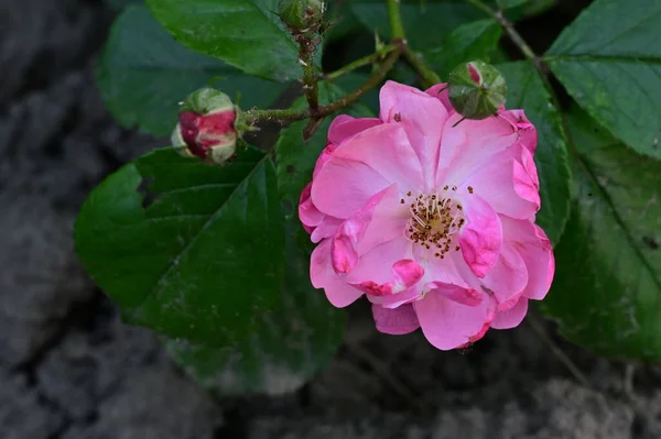 Belle Fleur Rose Rose Poussant Dans Jardin — Photo