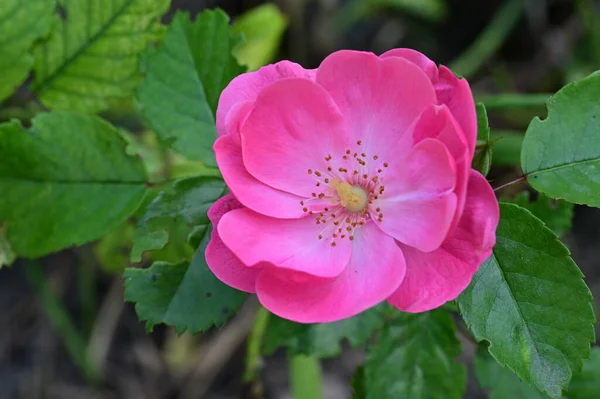 Vacker Rosa Ros Blomma Växer Trädgården — Stockfoto