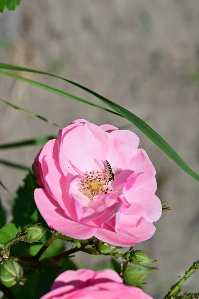 Κοντινό Πλάνο Της Μέλισσας Κάθεται Ροζ Όμορφα Λουλούδια Που Αναπτύσσονται — Φωτογραφία Αρχείου