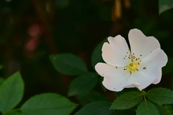Κοντινό Πλάνο Των Λευκών Όμορφων Λουλουδιών Που Μεγαλώνουν Στον Κήπο — Φωτογραφία Αρχείου