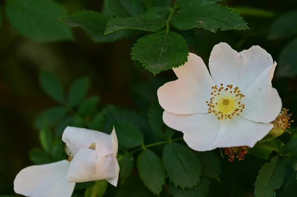 Nahaufnahme Von Weißen Schönen Blumen Die Garten Wachsen — Stockfoto