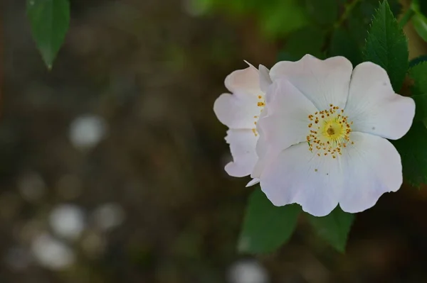 花园里长满了美丽的白花 — 图库照片