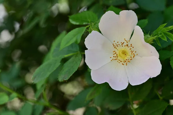 Крупним Планом Білі Красиві Квіти Ростуть Саду — стокове фото