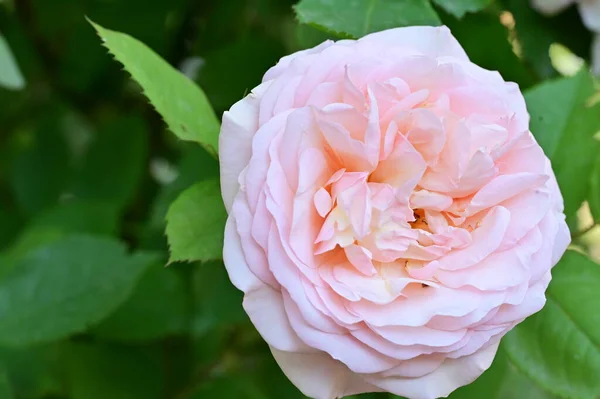 Delikatny Biały Różowy Kwiat Róży Widok Bliska — Zdjęcie stockowe