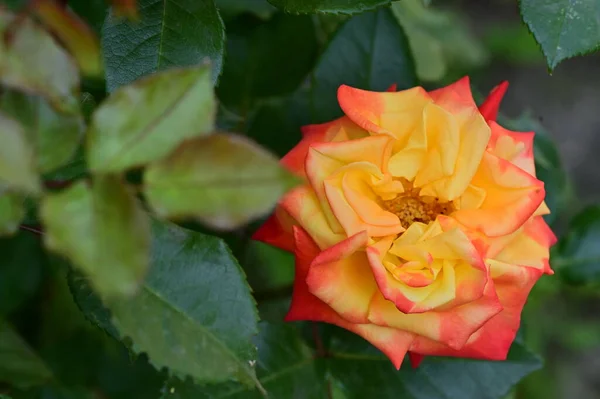 庭には黄色と赤の美しいバラが — ストック写真