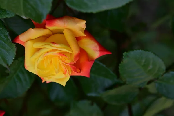 Krásná Žlutá Červená Růže Zahradě — Stock fotografie