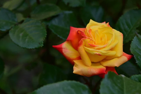 Piękne Żółto Czerwone Róże Ogrodzie — Zdjęcie stockowe