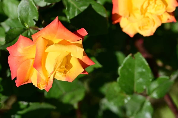 庭の美しい黄色と赤のバラ — ストック写真