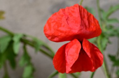 Grunge Stone arka planında kırmızı haşhaş çiçeği