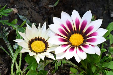 Bahçede yetişen Gazania çiçeklerine yakın.