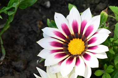 Bahçede yetişen Gazania çiçeklerine yakın.