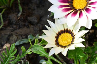 Bahçede yetişen Gazania çiçeklerine yakın.
