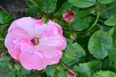 Bahçede yetişen güzel pembe gül çiçeği