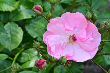 Bahçede yetişen güzel pembe gül çiçeği