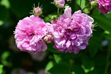 Bahçede yetişen güzel pembe güller