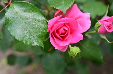 Bahçede yetişen güzel pembe gül çiçeği