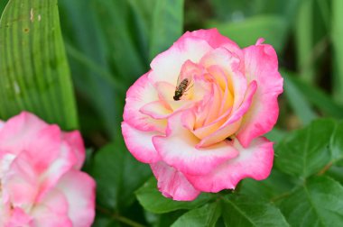 Bahçede yetişen pembe güzel çiçeklerin üzerinde oturan arıya yaklaş.