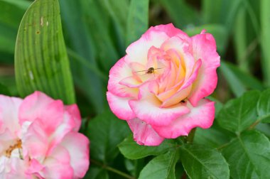 Bahçede yetişen pembe güzel çiçeklerin üzerinde oturan arıya yaklaş.