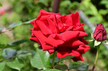 Bahçede yetişen güzel kırmızı gül çiçeği
