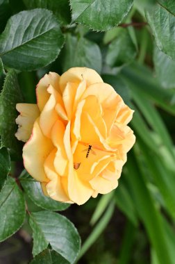 Güzel parlak gül çiçeği, kapat