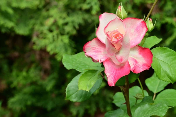 Bella Rosa Fiore Rosa Che Cresce Giardino — Foto Stock