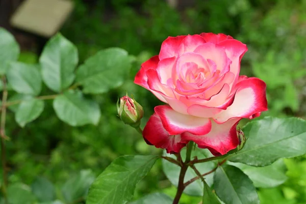 Hermosa Rosa Flor Que Crece Jardín —  Fotos de Stock