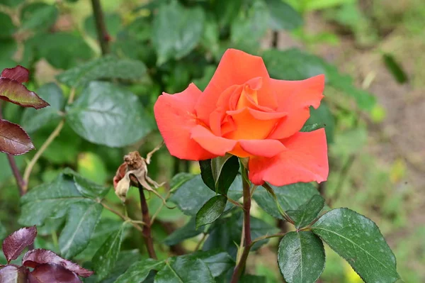 美丽娇嫩的玫瑰在花园里 — 图库照片
