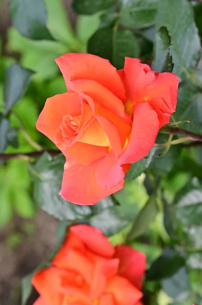 Belles Roses Tendres Dans Jardin — Photo