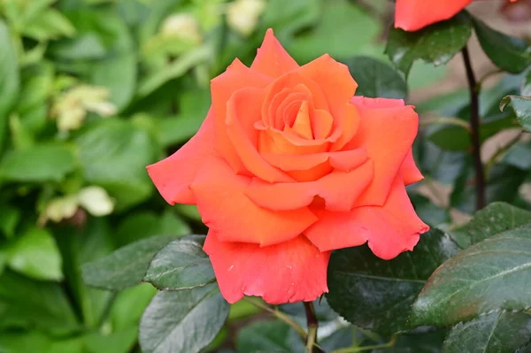 Beautiful Tender Rose Garden — Stock Photo, Image