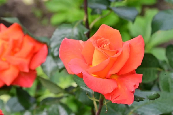 Belas Rosas Macias Jardim — Fotografia de Stock