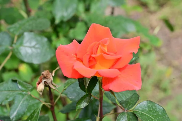 Belle Rose Tendre Dans Jardin — Photo