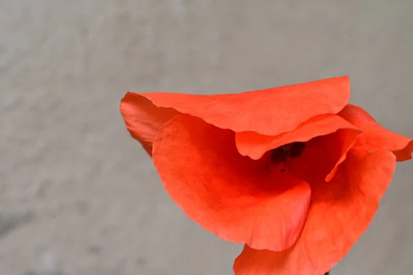 緑の石の背景に赤いケシの花 — ストック写真