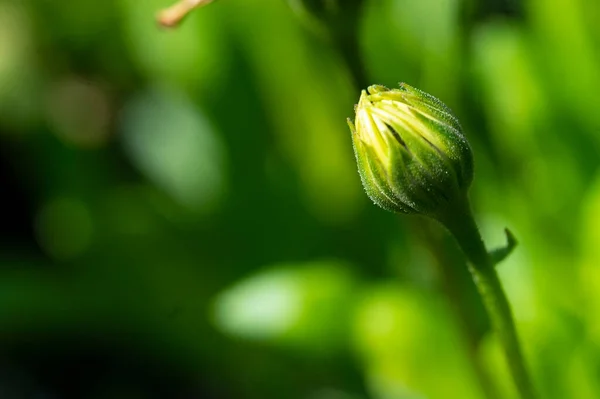 Piękny Botaniczny Strzał Naturalna Tapeta Kwiat Pąk Ogrodzie — Zdjęcie stockowe