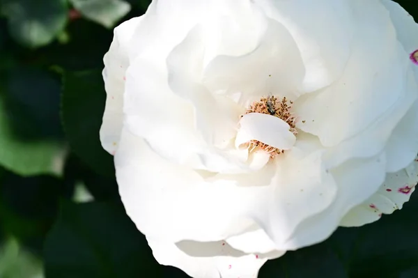 Beautiful Bright Rose Flower Close — Stock Photo, Image