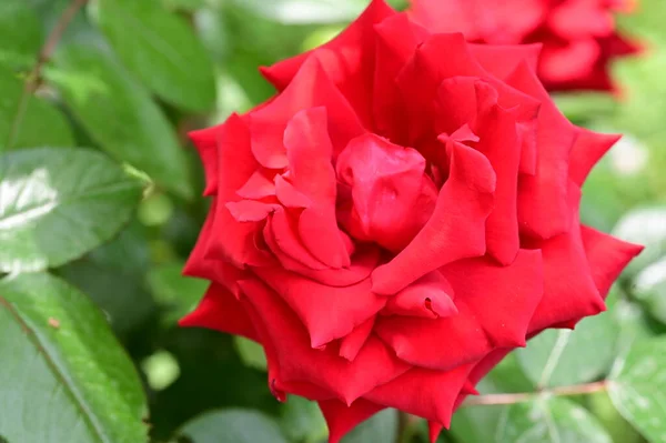 Bela Flor Rosa Vermelha Crescendo Jardim — Fotografia de Stock