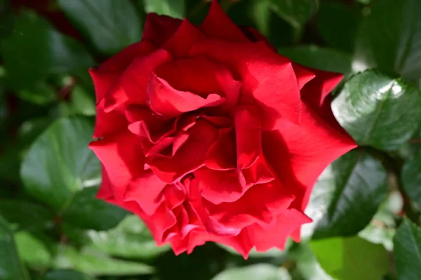 Bellissimo Fiore Rosa Rossa Che Cresce Giardino — Foto Stock
