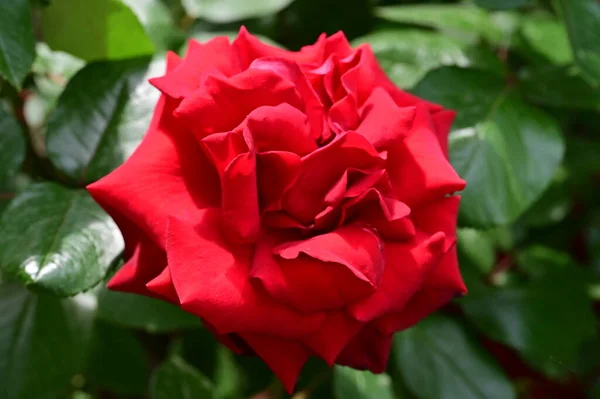 花园里长着美丽的红玫瑰花 — 图库照片