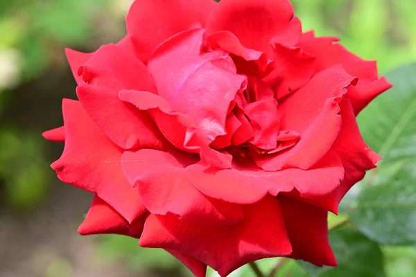 Hermosa Flor Rosa Roja Creciendo Jardín — Foto de Stock