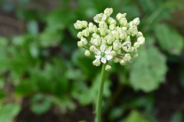 Zblízka Bílé Krásné Květiny Rostoucí Zahradě — Stock fotografie