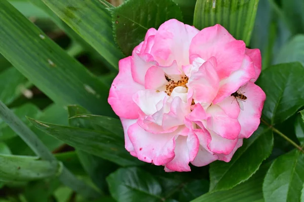 Закрыть Глаза Пчелу Сидящую Розовых Красивых Цветах Растущих Саду — стоковое фото