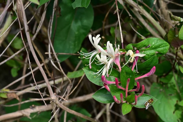 Mooi Botanisch Schot Natuurlijk Behang Bloemen Tuin — Stockfoto