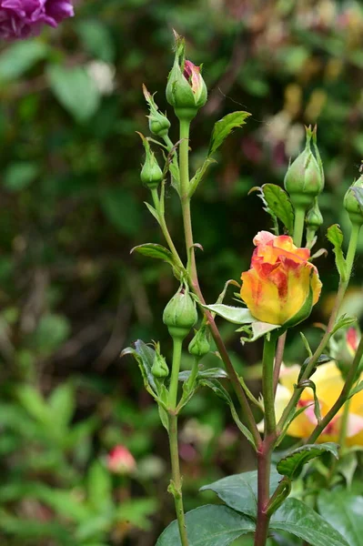Όμορφη Βοτανική Βολή Φυσική Ταπετσαρία Τριαντάφυλλα Στον Κήπο — Φωτογραφία Αρχείου