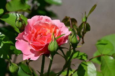 Bahçede yetişen güzel pembe gül çiçeği