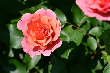 Bahçede yetişen güzel pembe güller