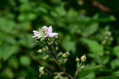 Bahçede büyüyen beyaz güzel çiçeklere yakın.