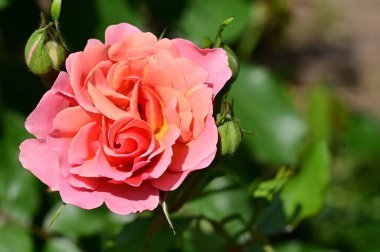 Bahçede yetişen güzel pembe gül çiçeği