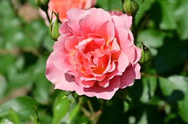 Bahçede yetişen güzel pembe gül çiçeği