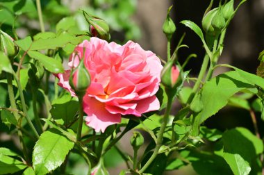 Bahçede yetişen güzel pembe gül çiçeği