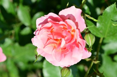 Bahçede yetişen güzel pembe gül çiçeği