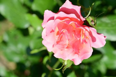 Bahçede yetişen güzel pembe gül çiçeği